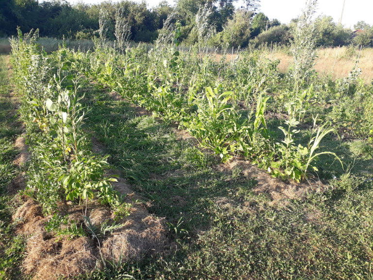 agroforesterie 768x576